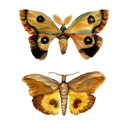 Watercolor Hand drawn set of Twilight moths. Hawk moth. Moth with gray wings isolated on white background. Illustration of large flying insects with open wings. Eye on the wings.