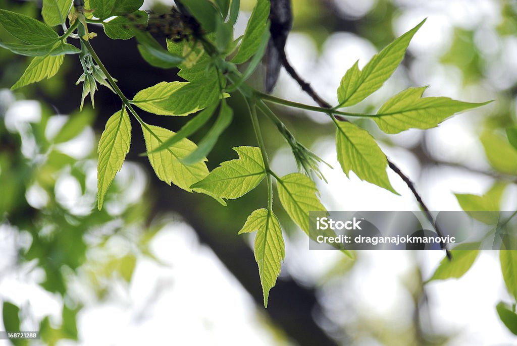 Frühling-Blätter - Lizenzfrei Ast - Pflanzenbestandteil Stock-Foto