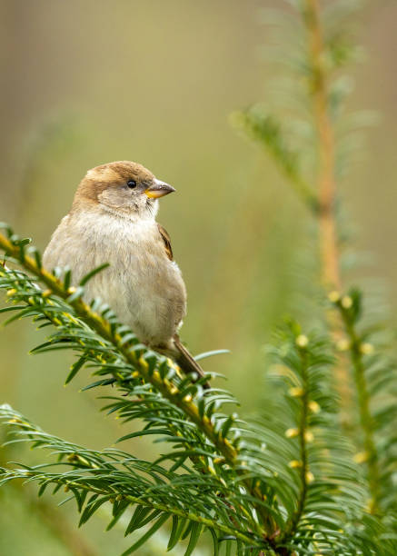 istock Female House Sparrow (Passer domesticus) in Dublin, Ireland 1687213461