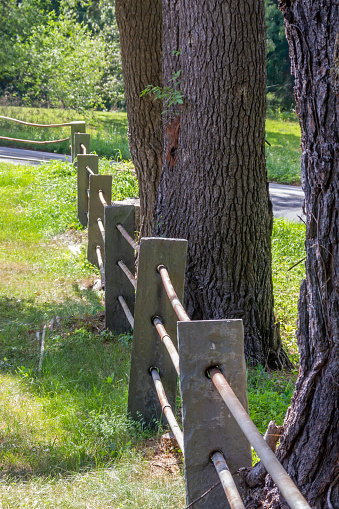 A metal rail fence is going through concrete posts. The fence is going diagonally in front of tree trunks. The ground is green grass. A road is in the background.