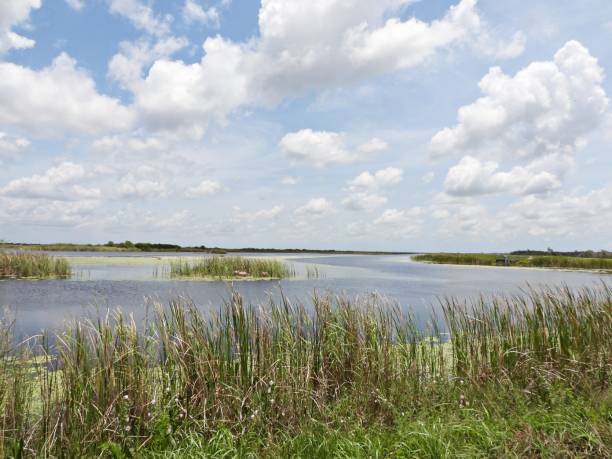 istock Tranquil lake scene in Palm Beach County Florida 1687218819