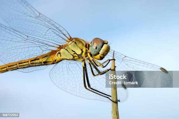 Libélula - Fotografias de stock e mais imagens de Agarrar - Agarrar, Animal, Asa de animal