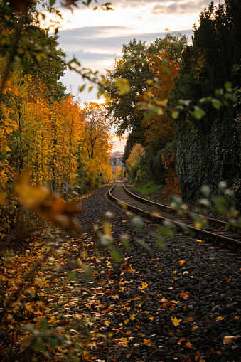 Trees at fall by train rails
