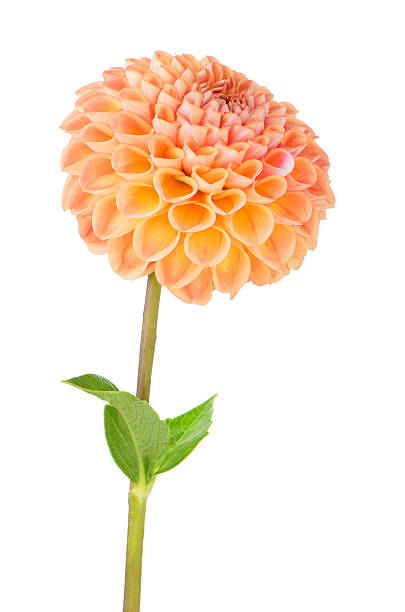 istock Orange dahlia flower 168722896