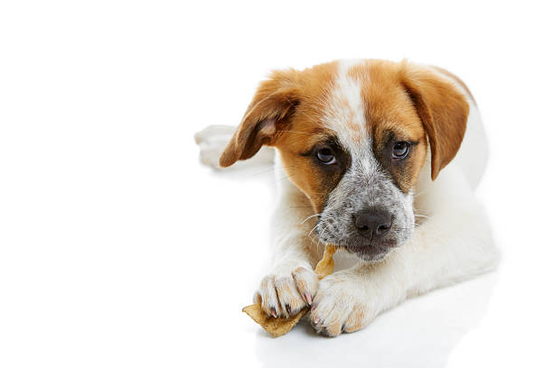 istock Dog eating rawhide treat 168722902