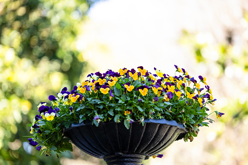 Pot with beautiful yellow and purple Violet flowers, background with copy space, full frame horizontal composition