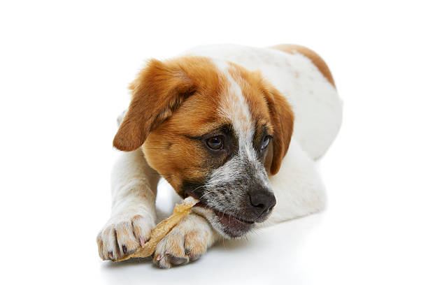 istock Dog eating rawhide treat 168723124