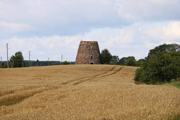 istock On the vast expanses of fields with ripened, yellowed, lush rye 1687236877