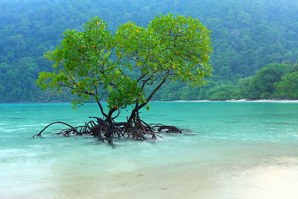 istock Mangrove on the Sea 168723727