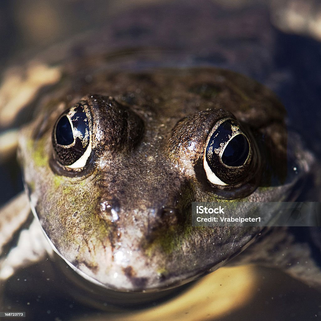 frog лицо в watter - Стоковые фото Амфибия роялти-фри