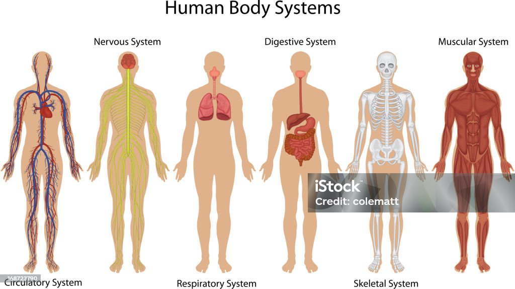 Illustration of different systems of human body Human body systems The Human Body stock vector
