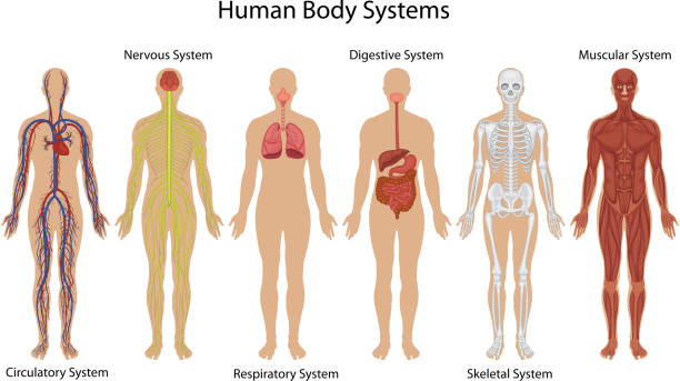 Illustration of different systems of human body Human body systems muscular build illustrations stock illustrations