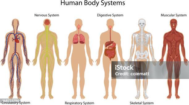 Illustration Of Different Systems Of Human Body Stock Illustration - Download Image Now - The Human Body, Anatomy, Order