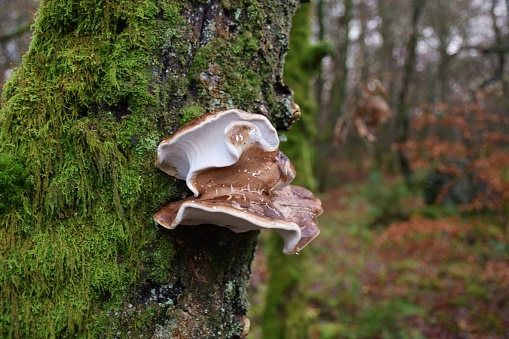 Close up of brown and white bracket fungus growing on a mossy tree trunk in a damp forest in Autumn