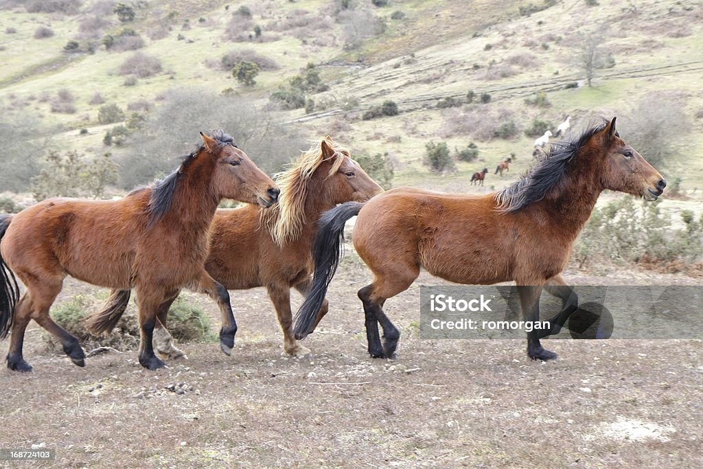 Grupa dzikie konie trotting park Narodowy new forest - Zbiór zdjęć royalty-free (Anglia)