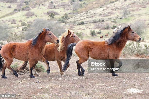 Foto de Grupo De Trote De Cavalos Selvagens New Forest National Park e mais fotos de stock de Animal