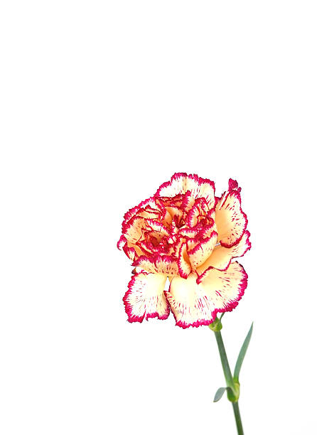 istock Pink&Yellow carnation 168724133