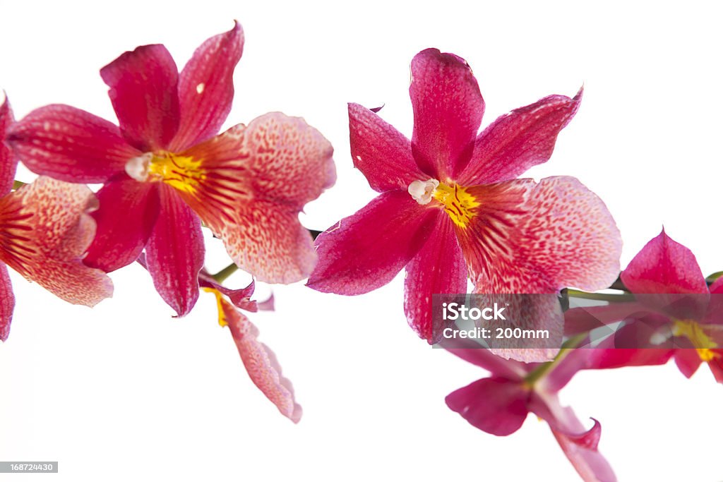 Cambria Orquídea em fundo branco - Foto de stock de Cabeça da flor royalty-free