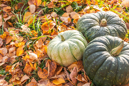 Uncarved pumpkin with a great stem sitting in a grassy yard with freshly fallen leaves.