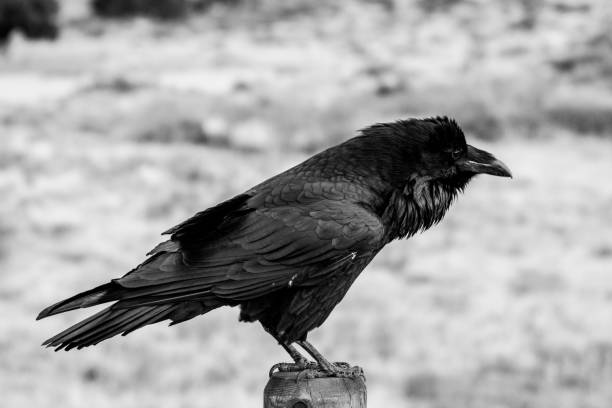 istock Profile view of a Common Raven, perched on a wooden post in Utah 1687247097
