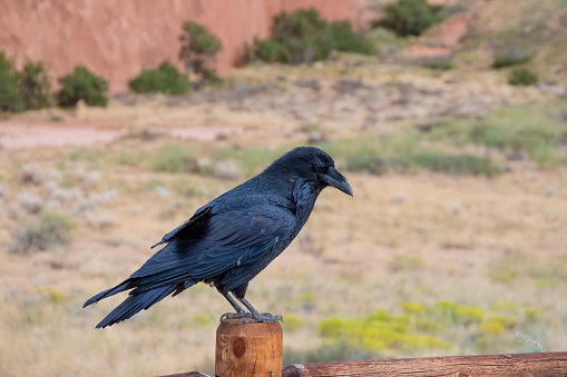 Closeup on a Crow or raven head while posing for the camera