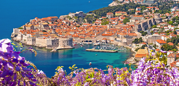 Historic town of Dubrovnik panoramic view through flowers , Dalmatia region of Croatia