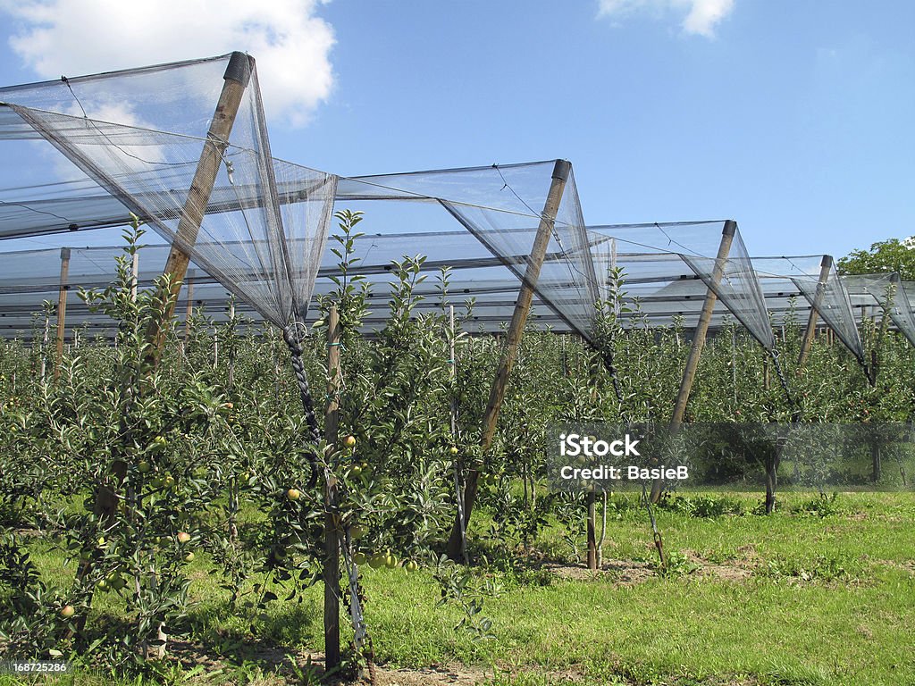 Apple orchard mit Hagel Schutz nets - Lizenzfrei Apfel Stock-Foto