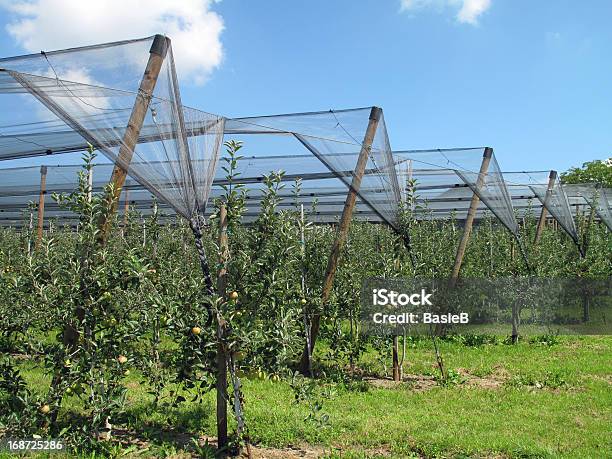 Apple Orchard Mit Hagel Schutz Nets Stockfoto und mehr Bilder von Apfel - Apfel, Apfelbaum, Baden-Württemberg