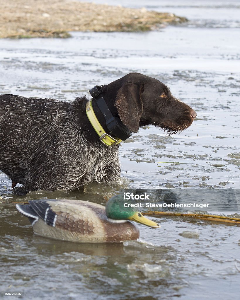 Hund und decoy - Lizenzfrei Ente - Wasservogel Stock-Foto