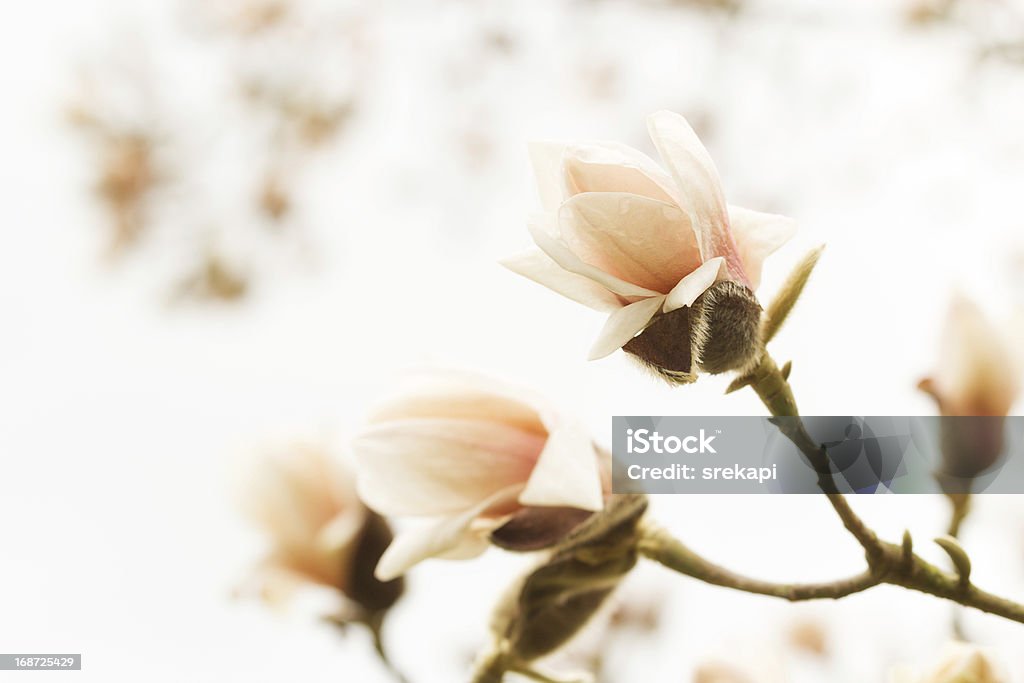 Blossoming 매그놀리아 - 로열티 프리 0명 스톡 사진