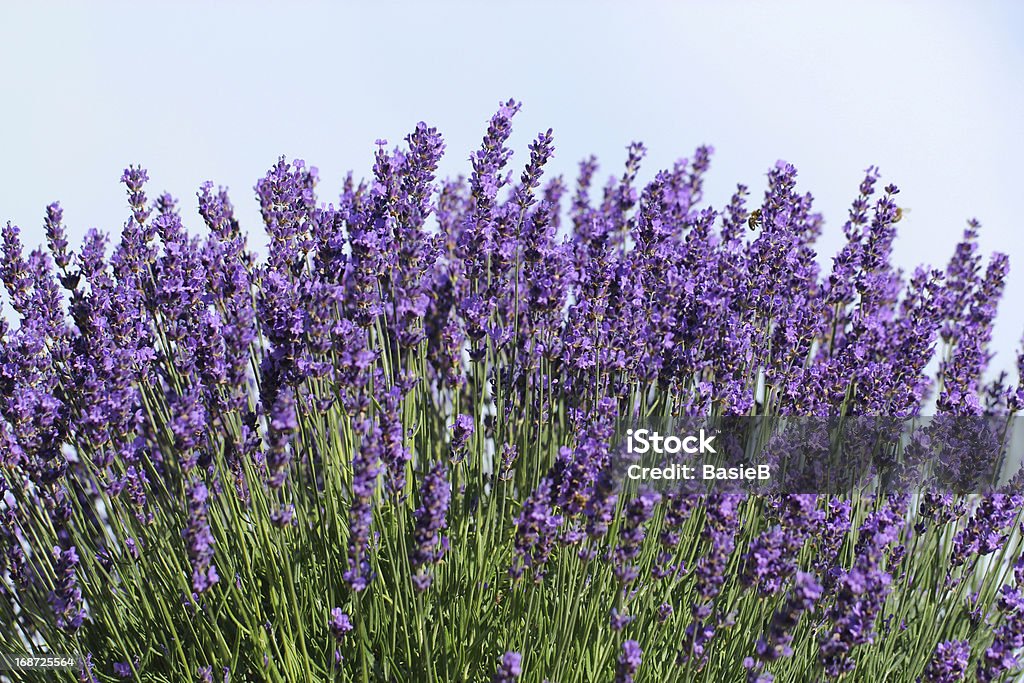 Frischer Lavendel Blumen - Lizenzfrei Isoliert Stock-Foto