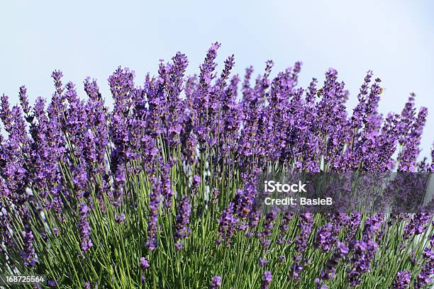 Frischer Lavendel Blumen Stockfoto und mehr Bilder von Isoliert - Isoliert, Lavendel, Lavendelfarbig