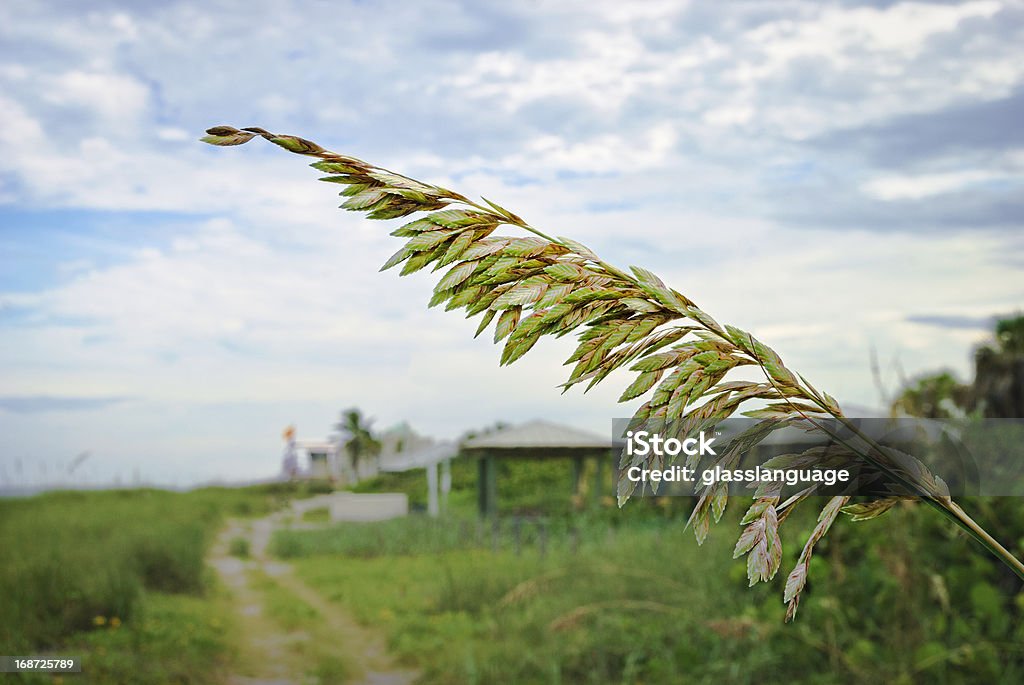 Mar avena - Foto de stock de Agua libre de derechos