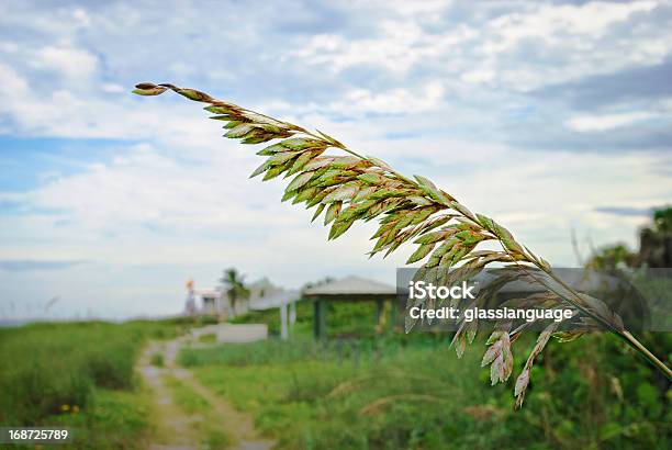 Aveiadomar - Fotografias de stock e mais imagens de Alto - Descrição Física - Alto - Descrição Física, Amarelo, Aveia-do-mar