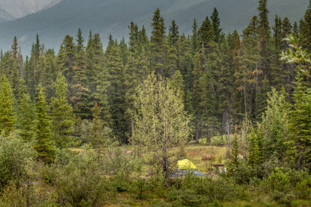 istock Camp along Silverthorn Creek Banff National Park Alberta Canada 1687261088