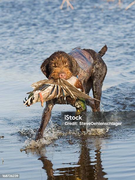 Welle Jagen Stockfoto und mehr Bilder von Apportieren - Apportieren, Apportierhund, Ente - Wasservogel