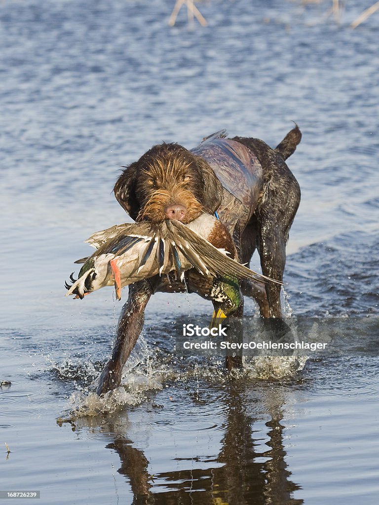 Chass'au canard - Photo de Aller chercher libre de droits