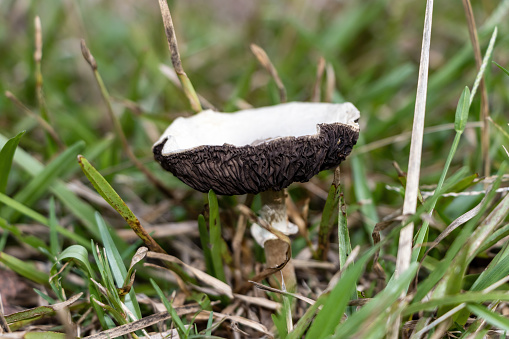 Wild mushroom growing in the grass after rain