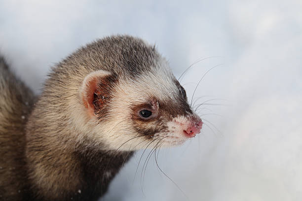 istock Mustela putorius furo 168726658