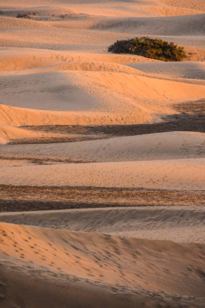 désert avec des dunes de sable à gran canaria espagne - 11242 photos et images de collection