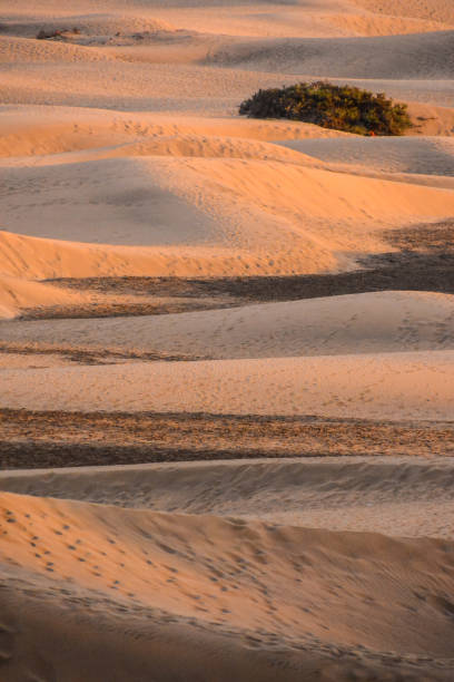 deserto con dune di sabbia a gran canaria spagna - 11242 foto e immagini stock