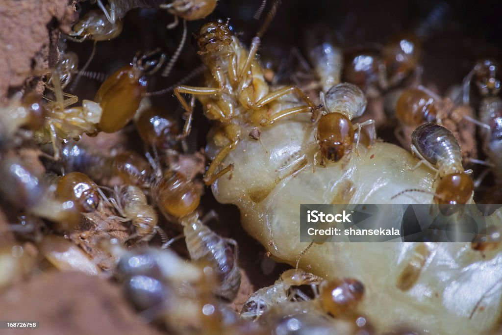 termites - Lizenzfrei Extreme Nahaufnahme Stock-Foto