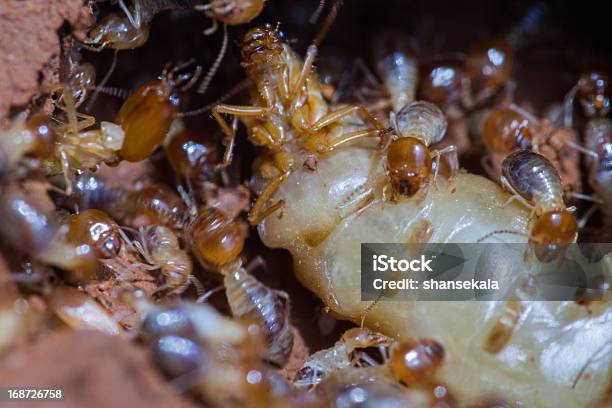 Termites - Fotografias de stock e mais imagens de Animal - Animal, Colónia - Grupo de animais, Destruição