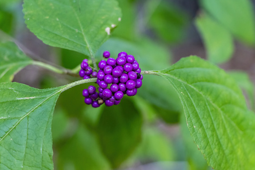 Purple Beautyberry close up