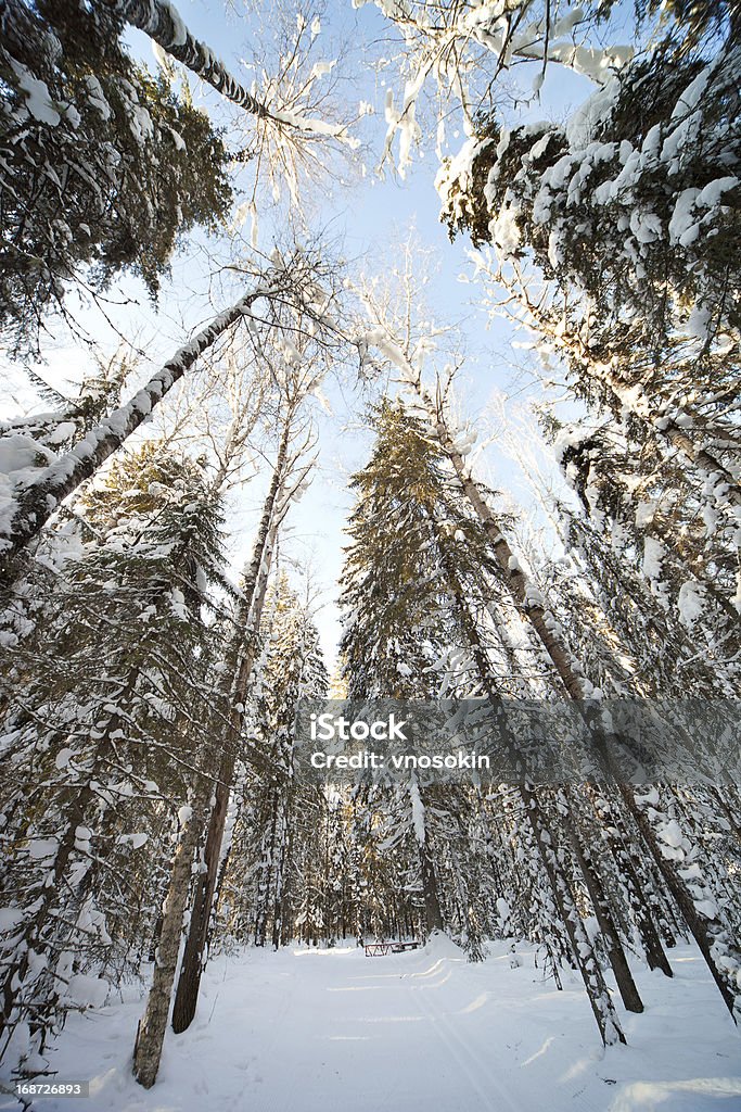 Piste de Ski en forêt - Photo de Blanc libre de droits