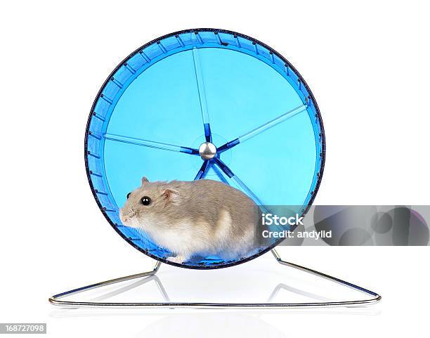 Hamster Anão - Fotografias de stock e mais imagens de Roda para Hamster - Roda para Hamster, Hamster, Roda