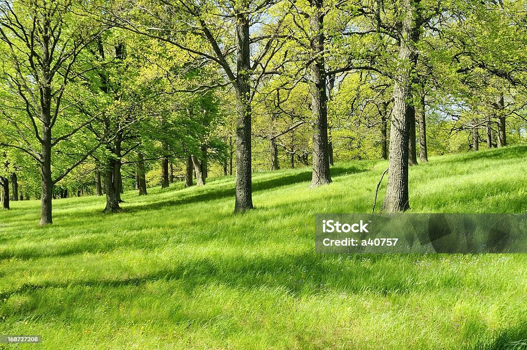 Bosque de hoja caduca - Foto de stock de Aire libre libre de derechos