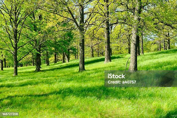 Bosque De Hoja Caduca Foto de stock y más banco de imágenes de Aire libre - Aire libre, Arbusto, Boscaje