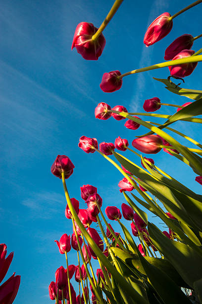 istock Upward view of tulips 168727529