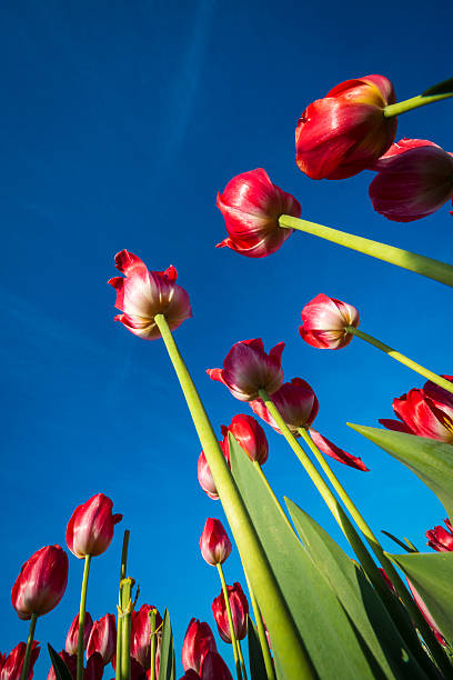 istock Upward view of tulips 168727665